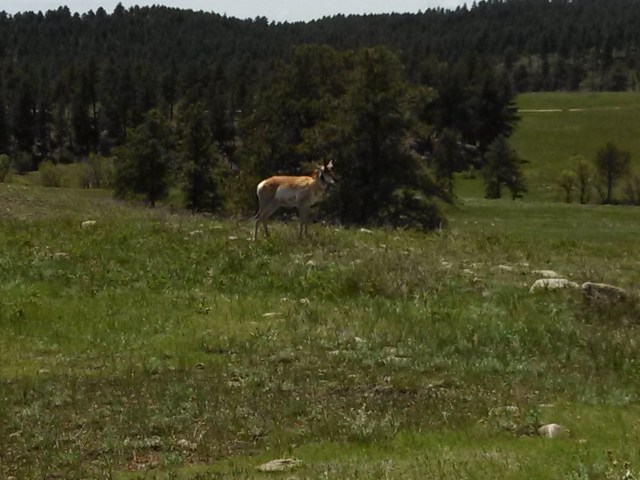 Different shot of the antelope