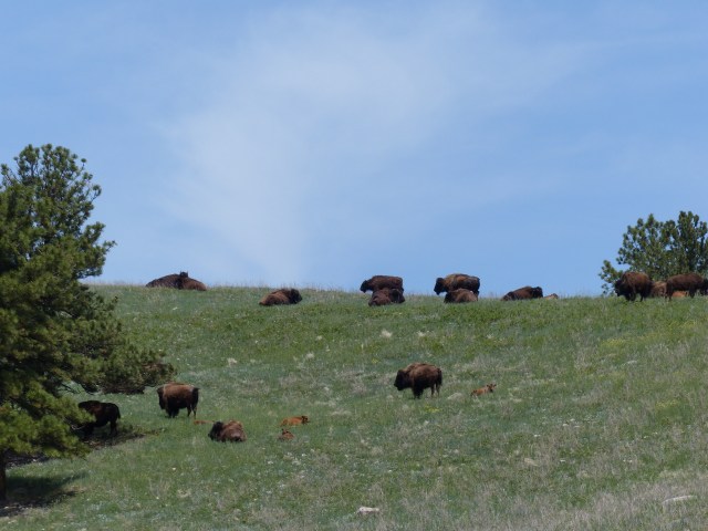 Buffalo in the Park
