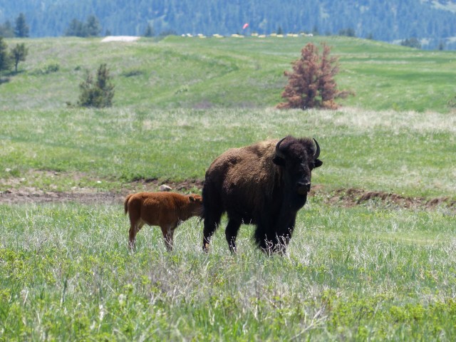 Protective of her calf...making me nervous!