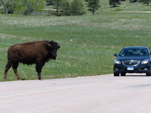 Buffalo interested in a car...yes, they are that big!