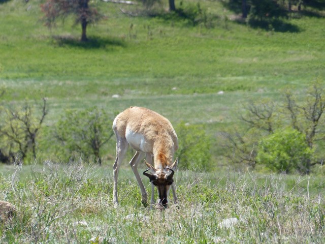 "Where the deer and the antelope play..." or eat in this case