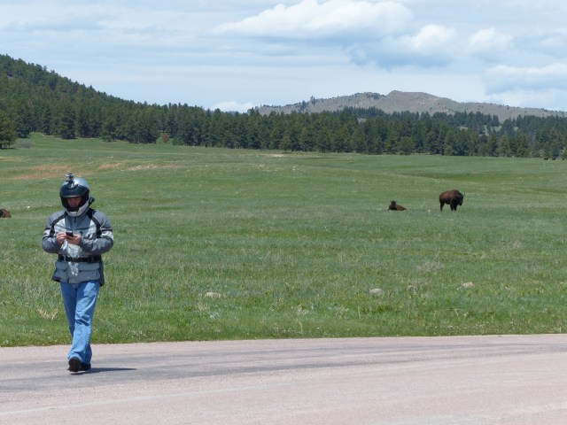 Mike roaming with the buffalo