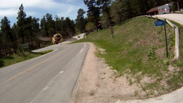 We slew this giant killer bee standing on the road!!